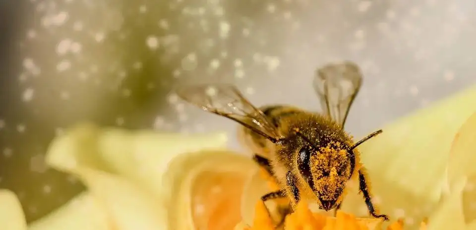 Rusza pomoc dla pszczelarzy do przezimowanych rodzin pszczelich
